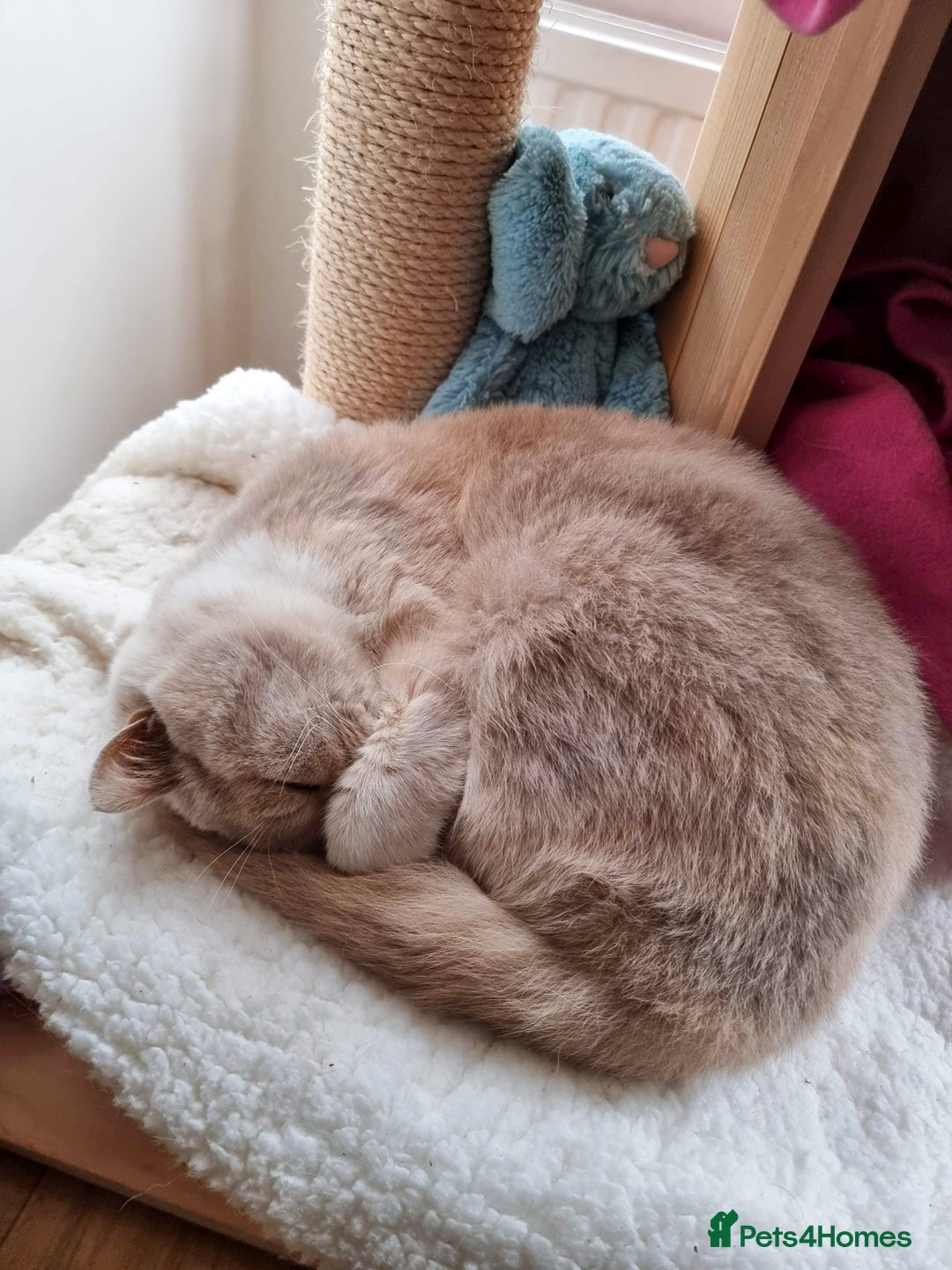 British Shorthair cats for sale: Retired fawn tortie + white British Shorthair  - Image 22