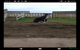Lurcher dogs for stud: 🌟Luka is officially up for stud🌟 - Image 4