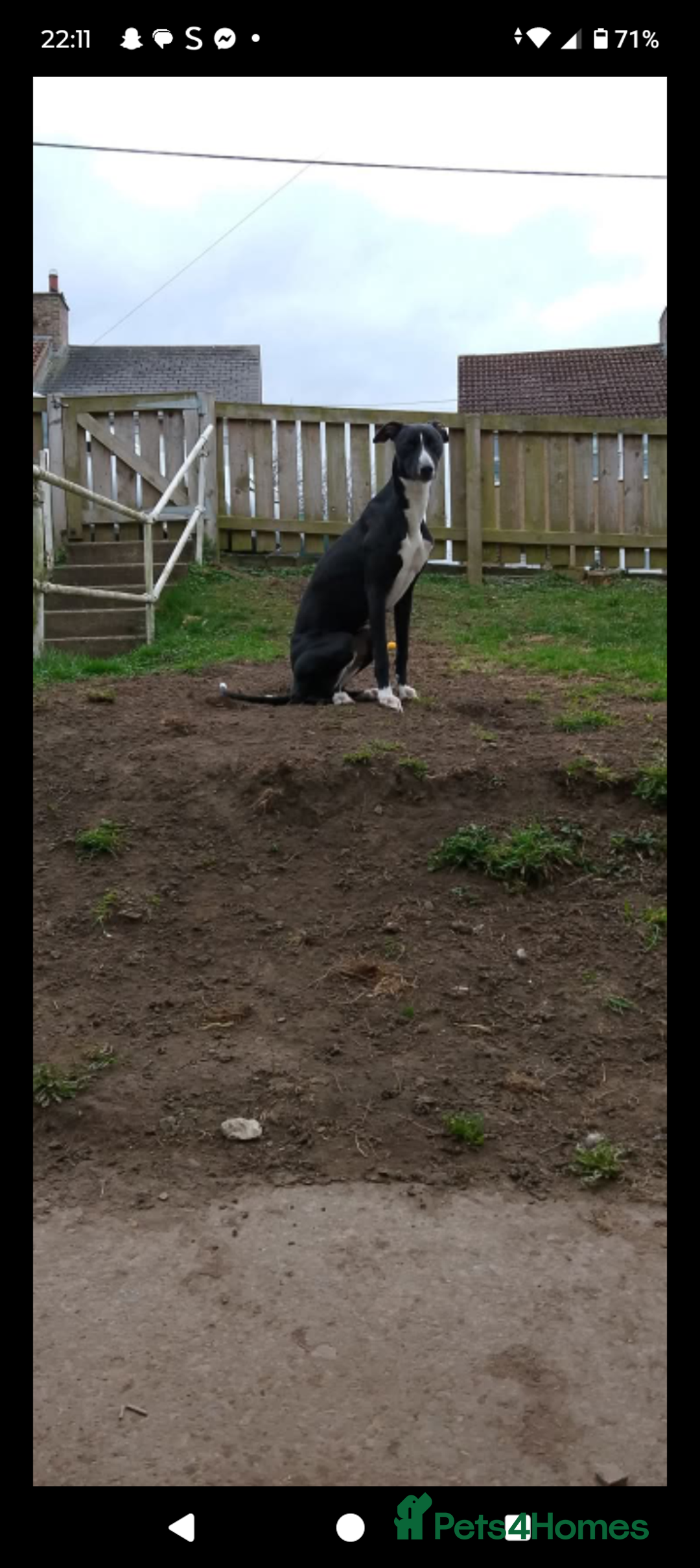 Lurcher dogs for stud: 🌟Luka is officially up for stud🌟 - Image 4