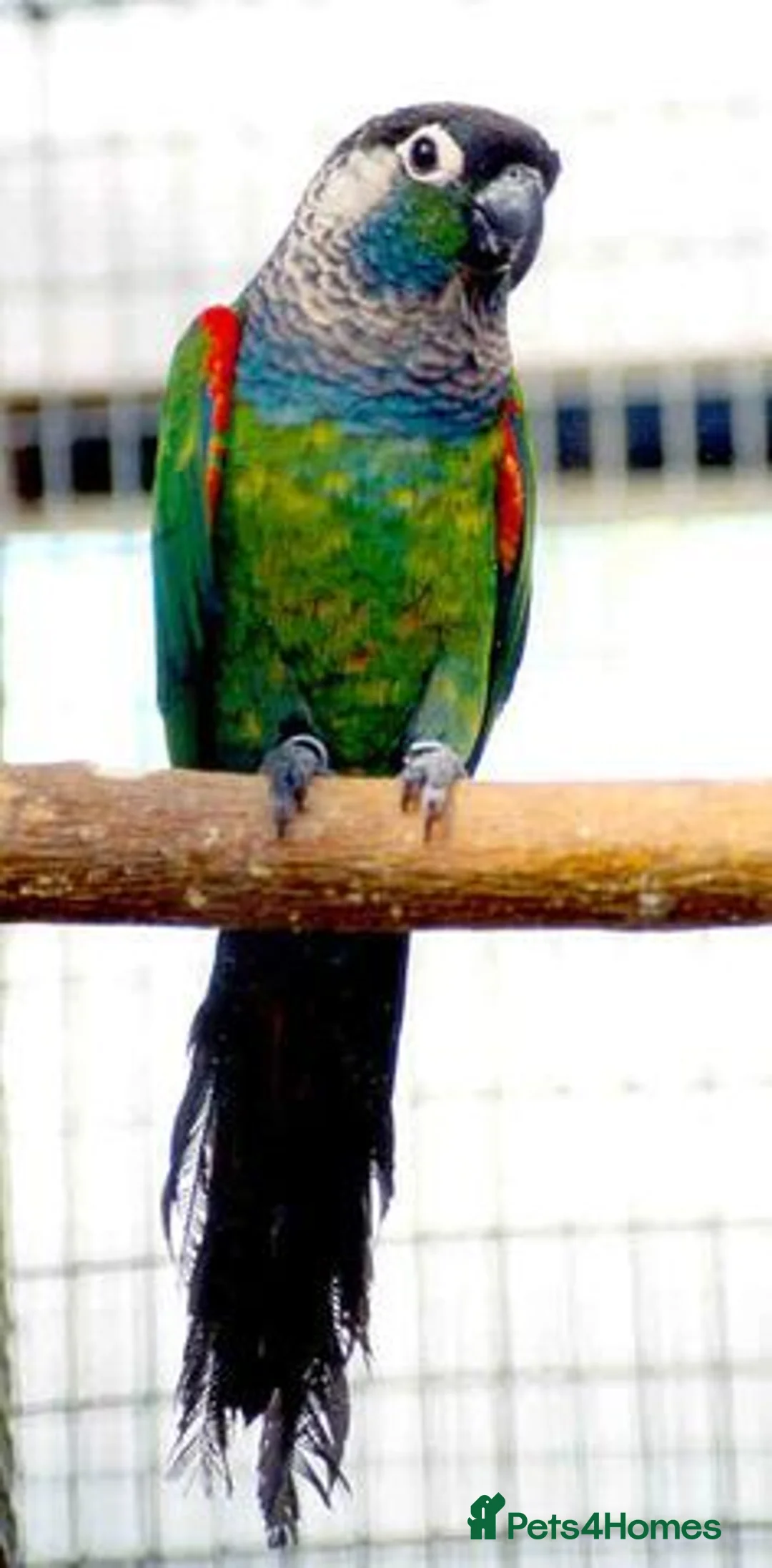 Conures birds for sale: Pearly Conure Parrot  - Advert 2