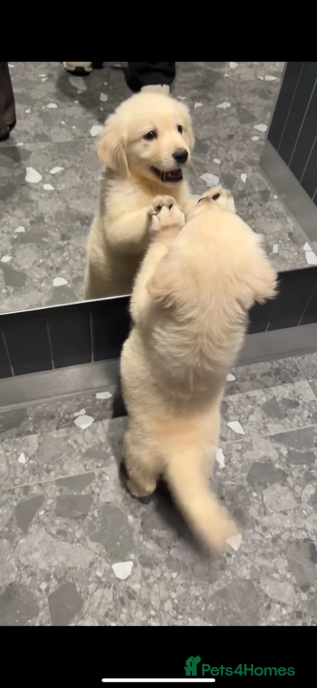 Golden Retriever dogs for sale:     Beautiful Golden Retriever Puppy – Ready Now - Advert 2