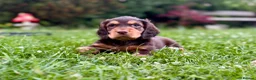Cocker Spaniel dogs for sale: Fully Health Tested Working Cocker Spaniel Pup in Hailsham - Advert 4