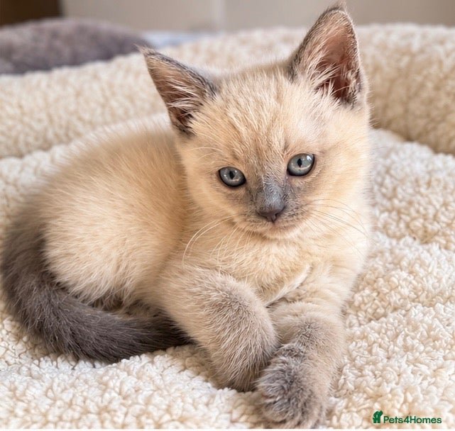 Ragdoll cats Gorgeous Ragdoll Kittens – Ready To Go!  - Advert 1