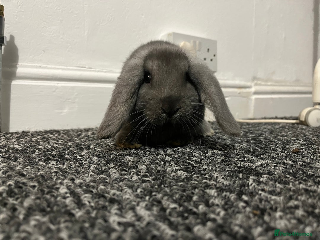 French Lop rabbits for sale: Little bunny’s  - Advert 13