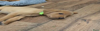 Labrador Retriever 6