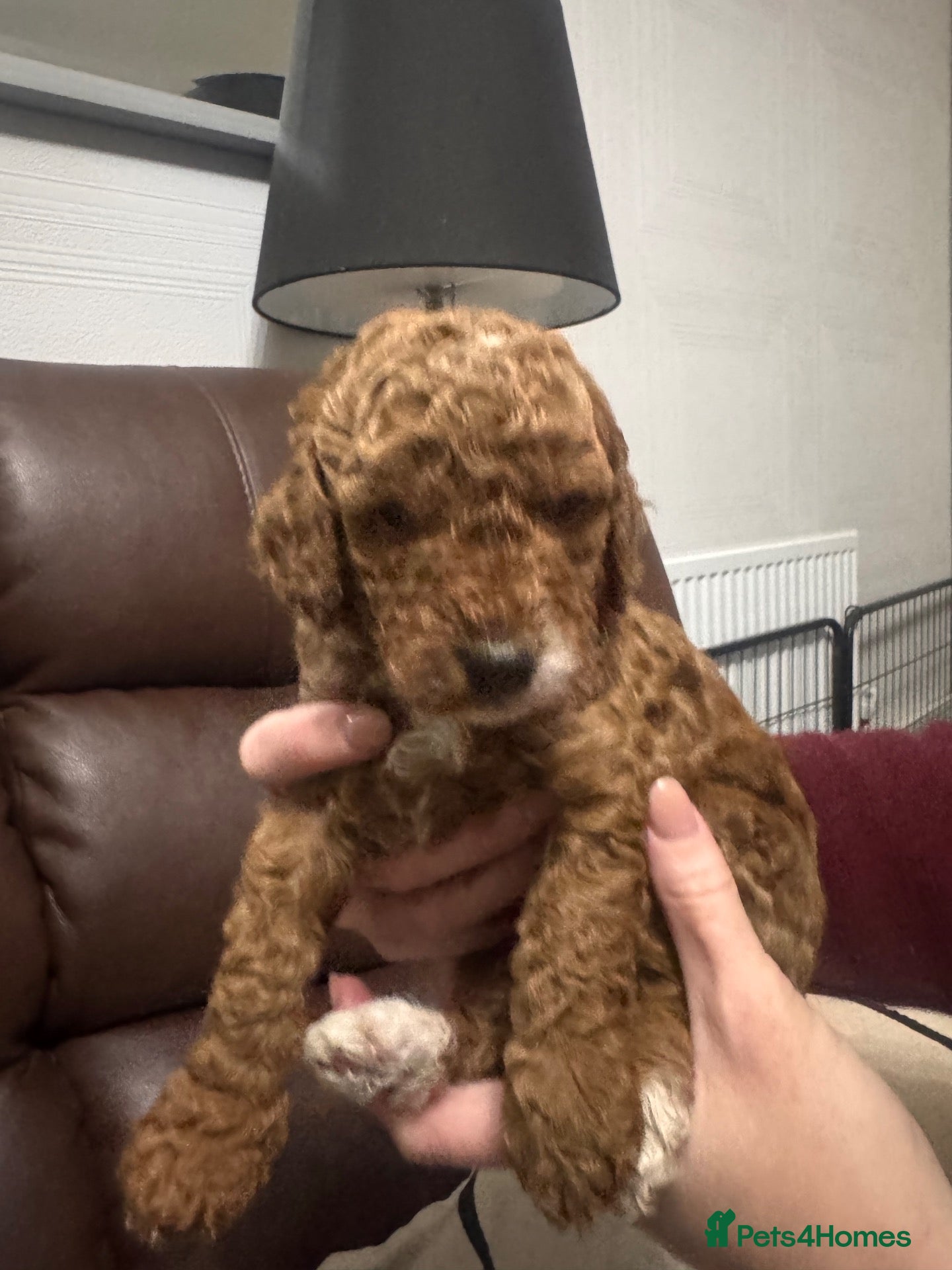 Cockapoo dogs for sale: 🐶💕 F1B COCKERPOO PUPPIES HAVE ARRIVED! 💕 - Advert 7