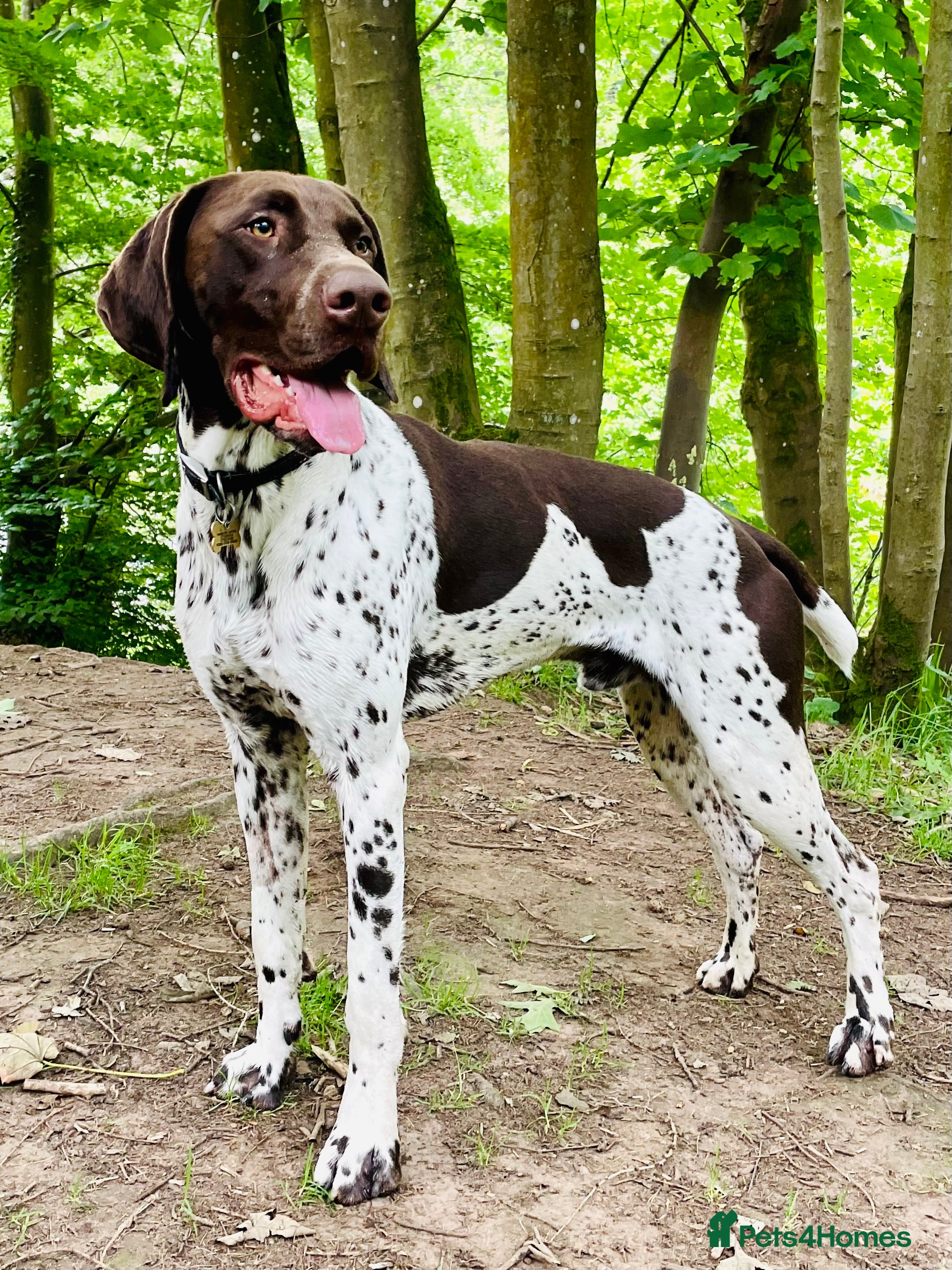 German Shorthaired Pointer dogs KC registered German Shorthaired Pointer for stud in Carlisle - Advert 2