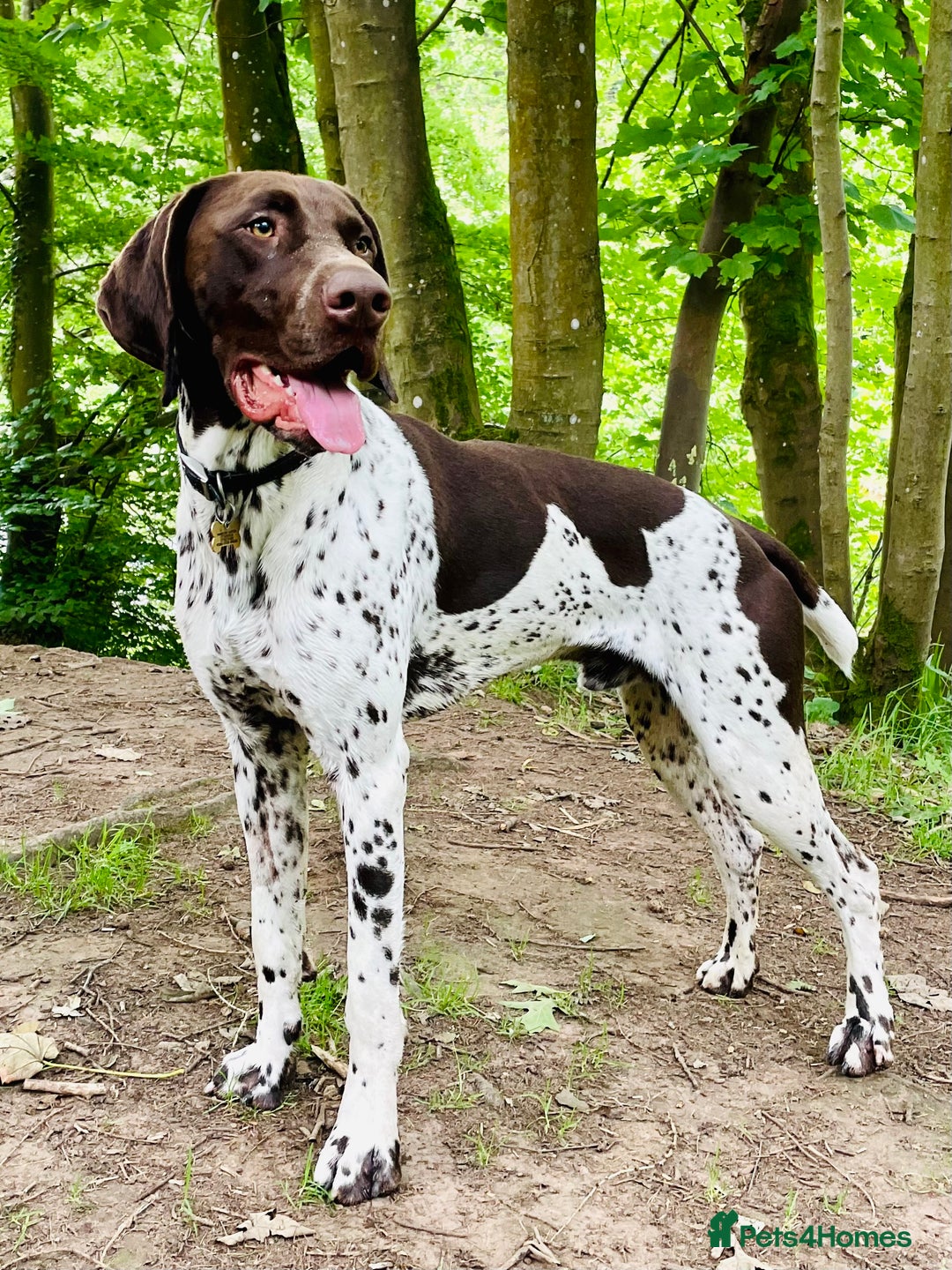 German Shorthaired Pointer dogs for stud: KC registered German Shorthaired Pointer for stud in Carlisle - Image 1