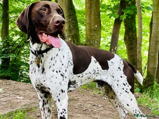 German Shorthaired Pointer dogs in Carlisle - Advert 12