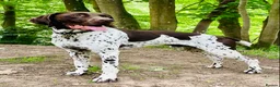 German Shorthaired Pointer dogs for stud: KC registered German Shorthaired Pointer for stud in Carlisle - Advert 1