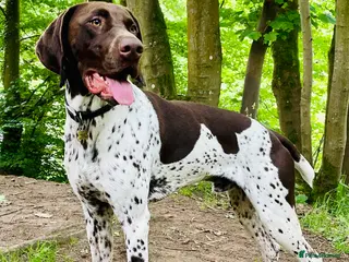 German Shorthaired Pointer dogs KC registered German Shorthaired Pointer for stud in Carlisle - Advert 2
