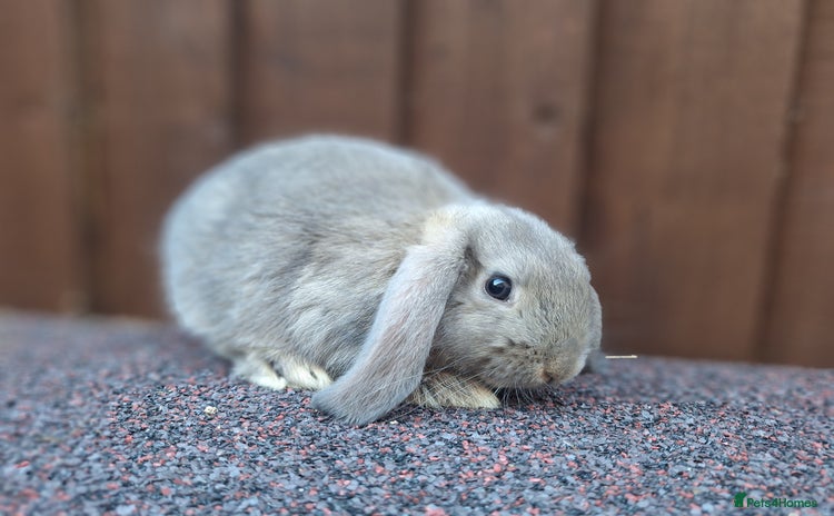 Mini Lop rabbits - Advert 4