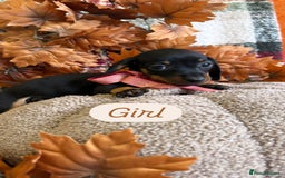 Dachshund dogs for sale: Beautiful dachshund puppies  - Image 22