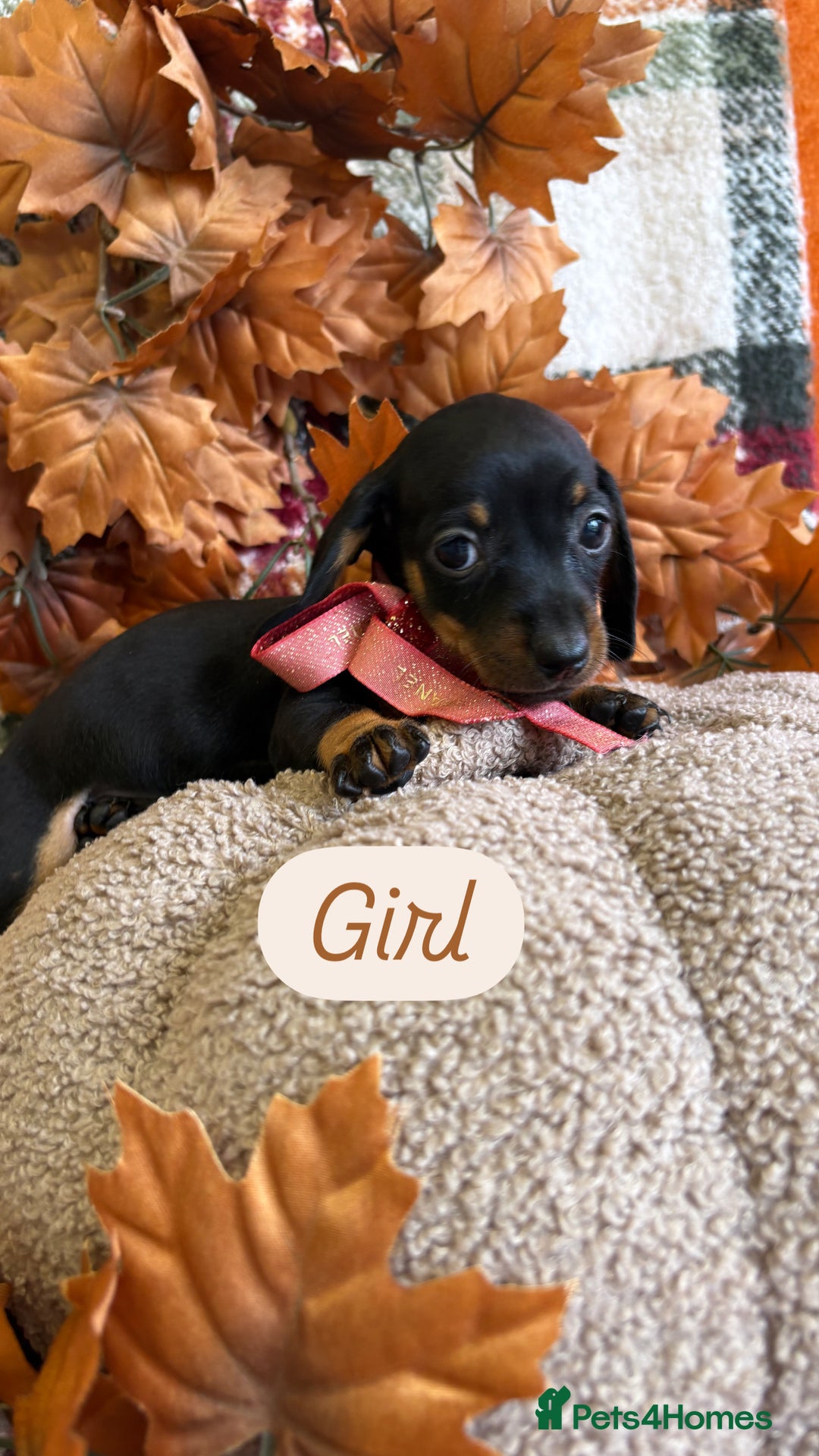 Dachshund dogs for sale: Beautiful dachshund puppies  - Image 22