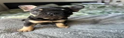 French Bulldog dogs for sale: Last Pedigree Frenchie in Ilford - Advert 7