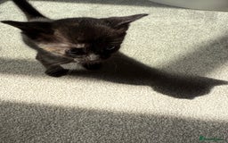 RagaMuffin cats for sale: Ragamuffin kittens  - Image 7