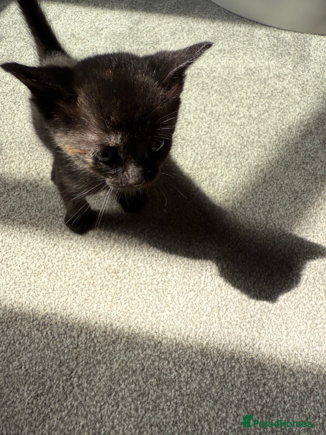 RagaMuffin cats for sale: Ragamuffin kittens  - Image 7