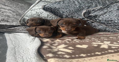 Dachshund dogs - Advert 10