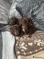 Dachshund dogs - Advert 10