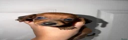 Dachshund dogs for sale: 5 Beautiful dachshund puppy’s  - Advert 11