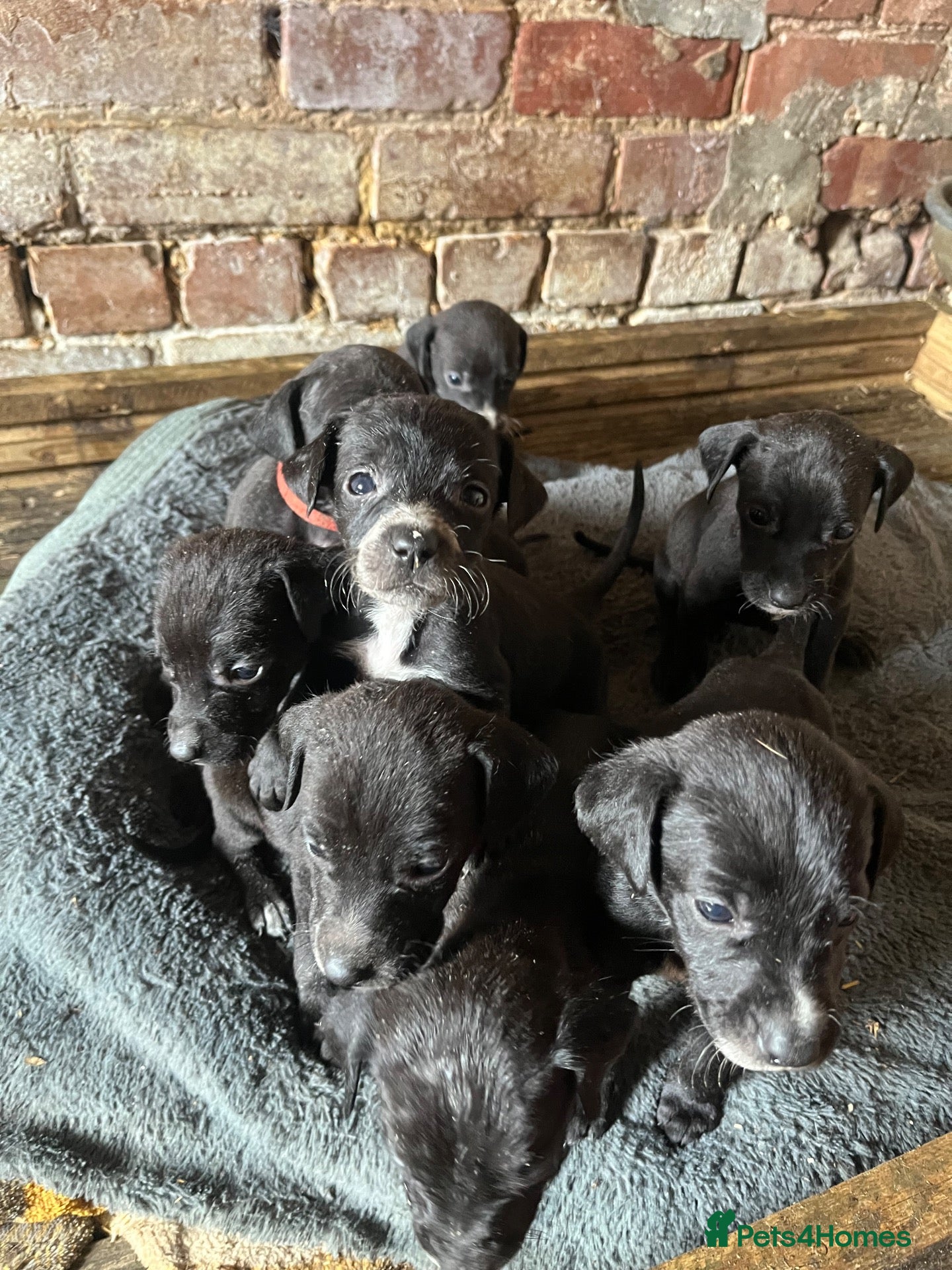 Mixed Breed dogs Lurcher x vizla puppies  - Advert 3