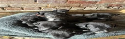 Mixed Breed dogs for sale: Lurcher x vizla puppies  in Millom - Advert 1