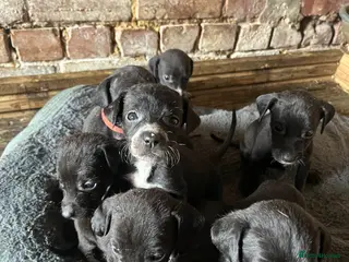 Mixed Breed dogs Lurcher x vizla puppies - Advert 14