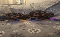 Yorkshire Terrier dogs for sale: Miniature Yorkshire Terrier pups - Image 7