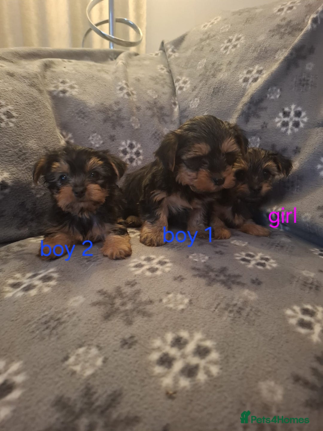 Yorkshire Terrier dogs for sale: Miniature Yorkshire Terrier pups - Image 7