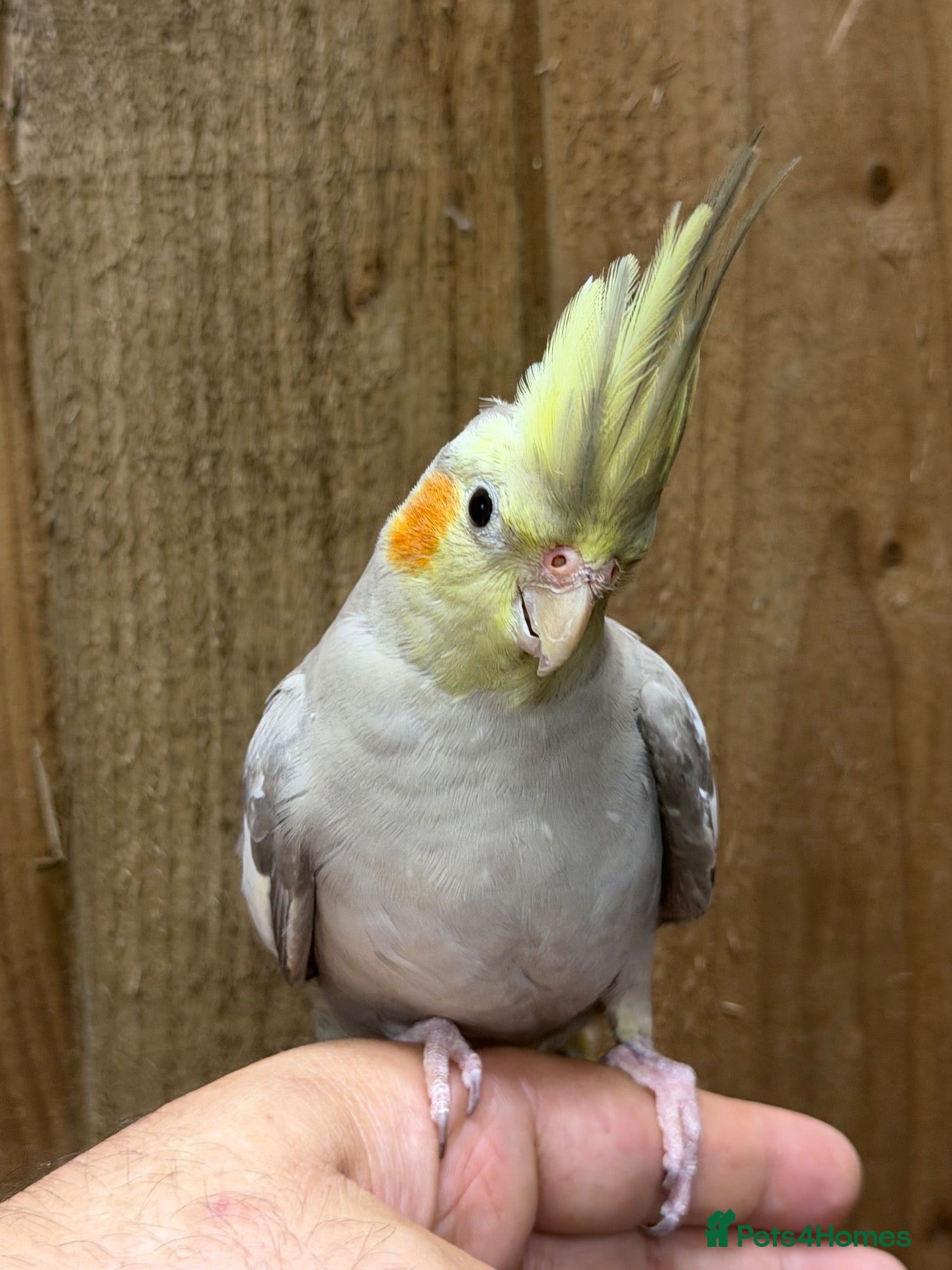Cockatiels birds Baby cocktails  - Advert 1