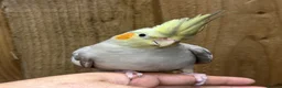 Cockatiels birds for sale: Baby cocktails  - Advert 1
