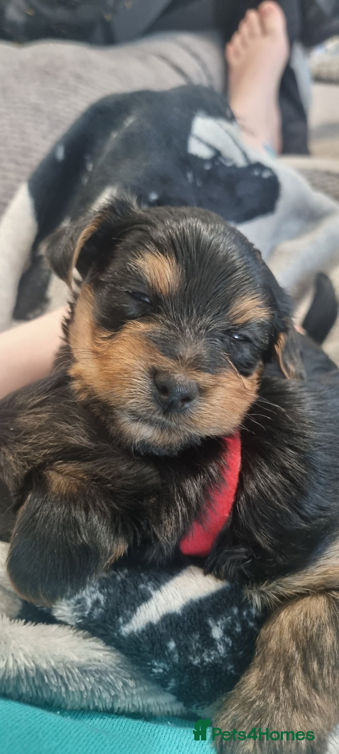 Yorkshire Terrier dogs for sale: Yorkshire Puppies for Sale  - Image 11
