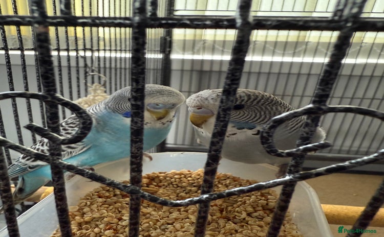 Budgerigars birds - Advert 2