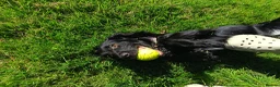 Cocker Spaniel dogs for sale: Harold - Looking for his Perfect Forever Home 🐾 in Jarrow - Advert 2