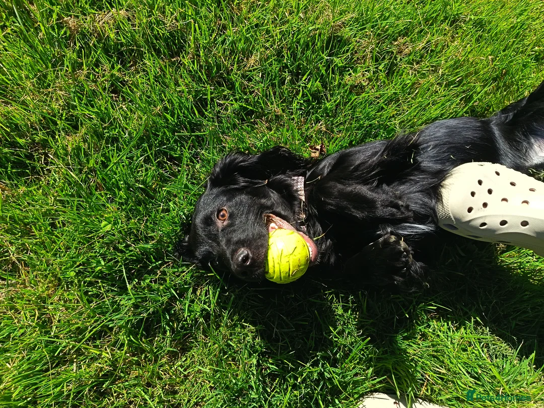 Cocker Spaniel dogs for sale: Harold - Looking for his Perfect Forever Home 🐾 in Jarrow - Advert 2