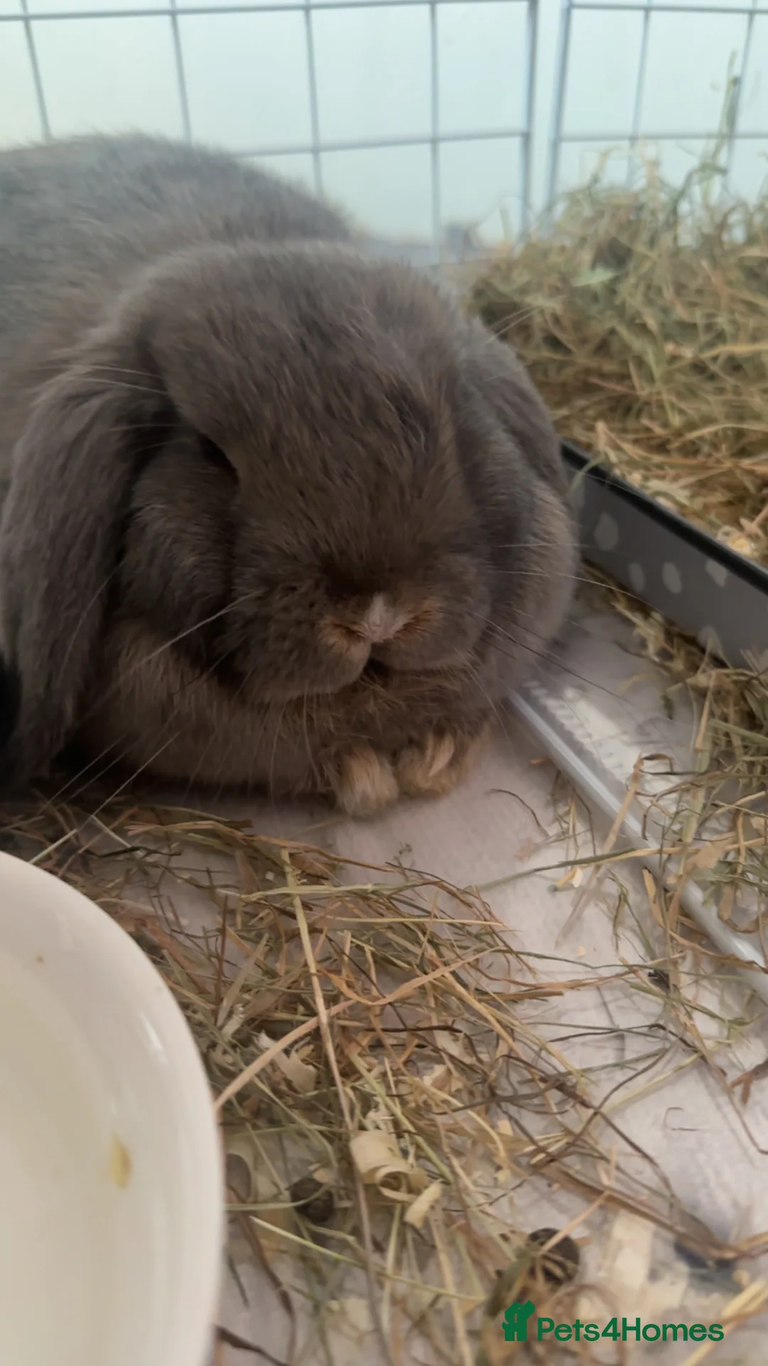 Mini Lop rabbits for sale: 2 mini lops  in Bournemouth - Advert 4