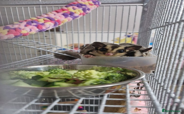 Sugar Glider rodents - Advert 4