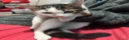 Domestic Shorthair cats for sale: Need gone asap , ready for pickup BIRMINGHAM in Birmingham - Advert 3