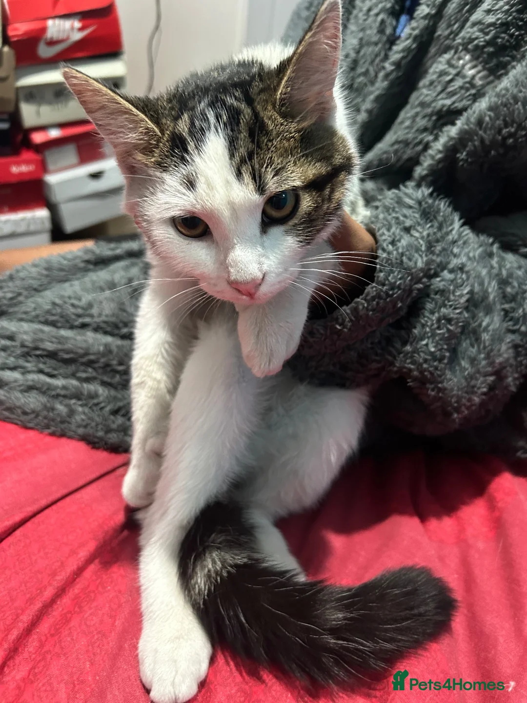 Domestic Shorthair cats for sale: Need gone asap , ready for pickup BIRMINGHAM in Birmingham - Advert 3