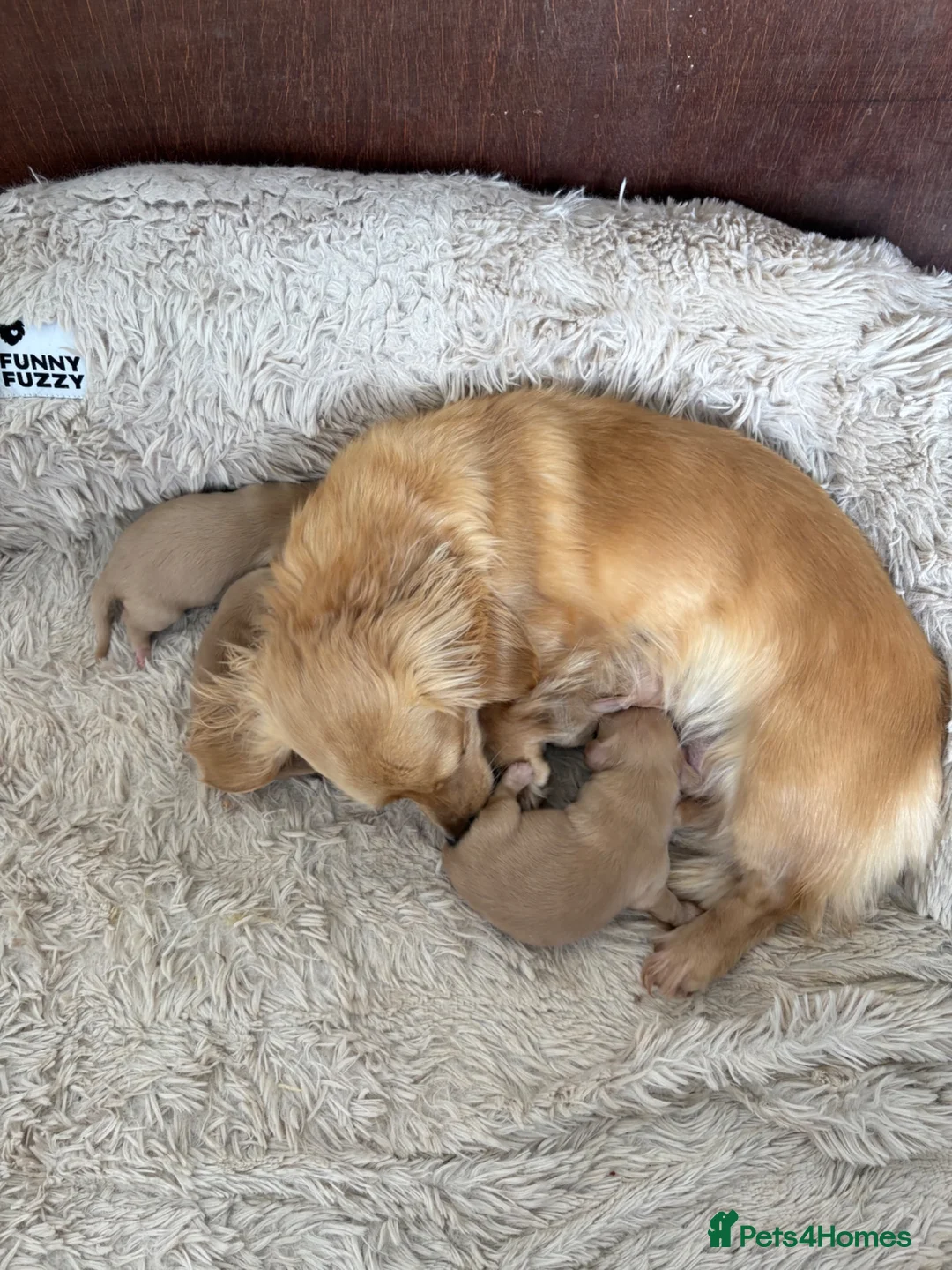 Miniature Dachshund dogs for sale: Pure cream long haired mini dachshunds - Advert 2