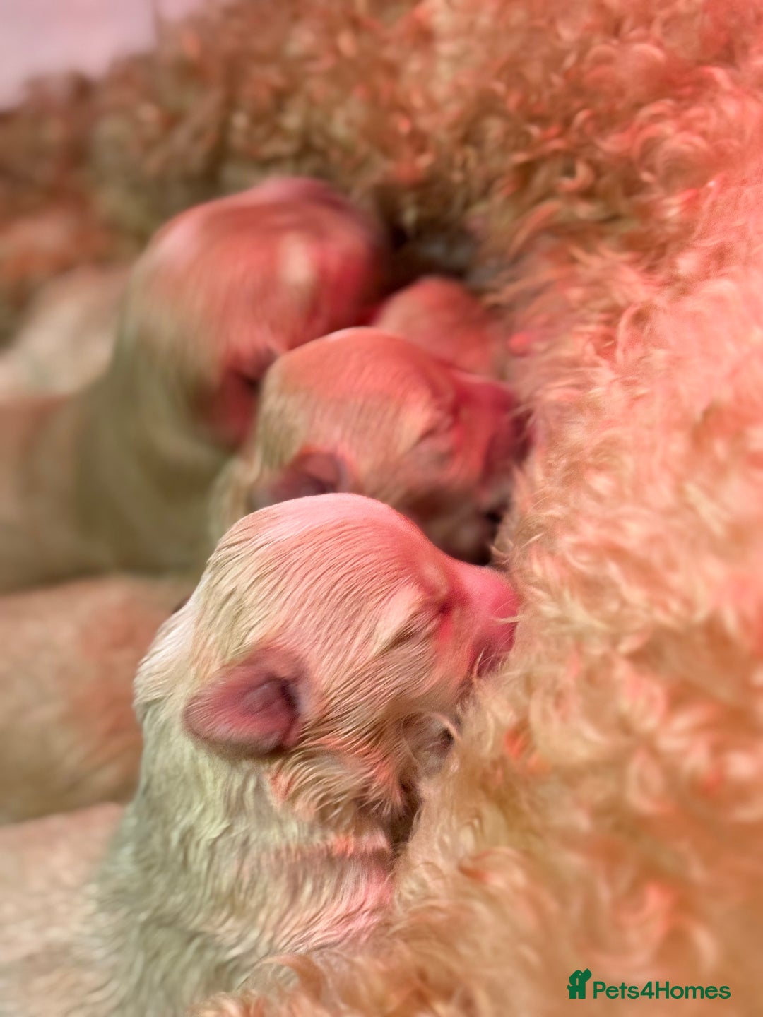 Maltipoo dogs for sale: Tiny Fluffy Bundles of Joy – Ready Mid-January! - Advert 6