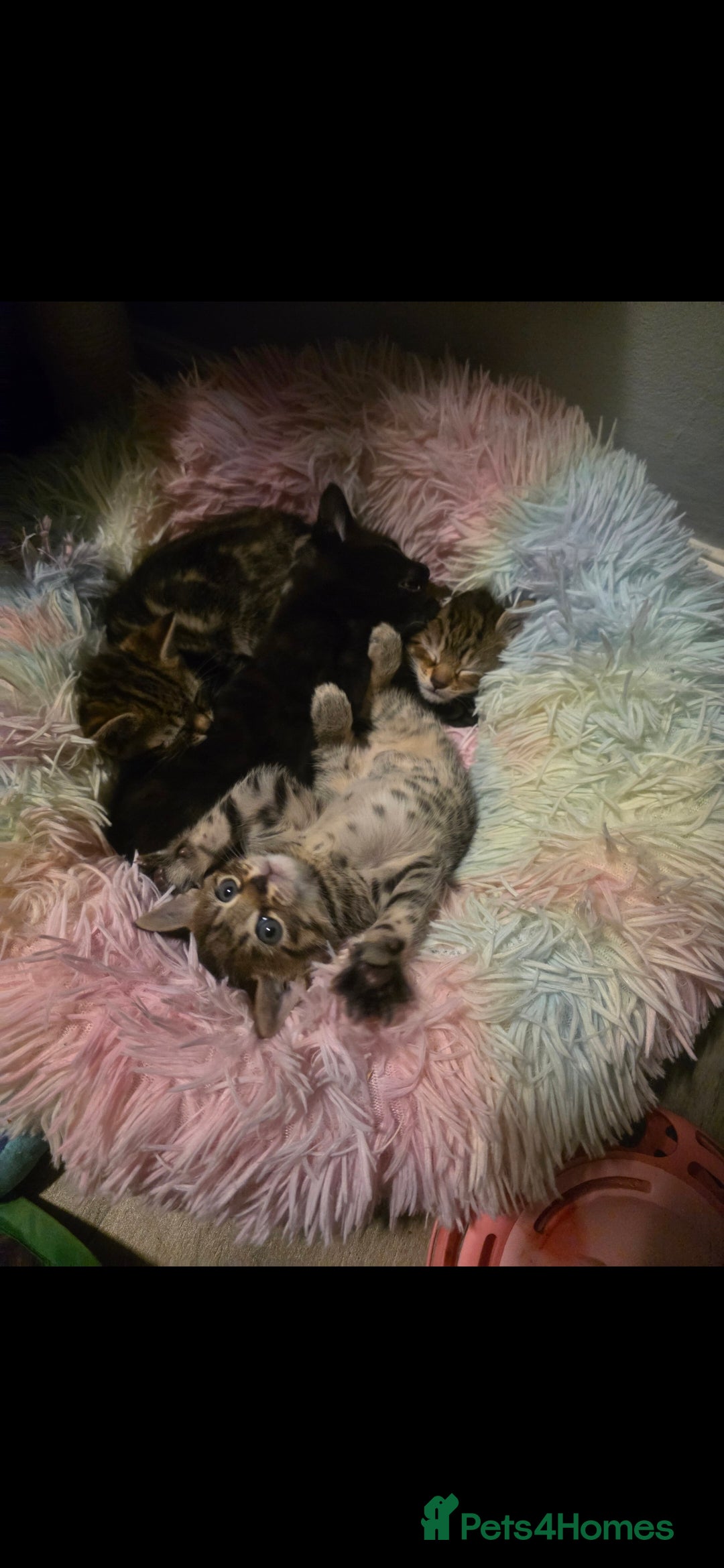 Savannah cats for sale: Savannah x Kittens - Image 5