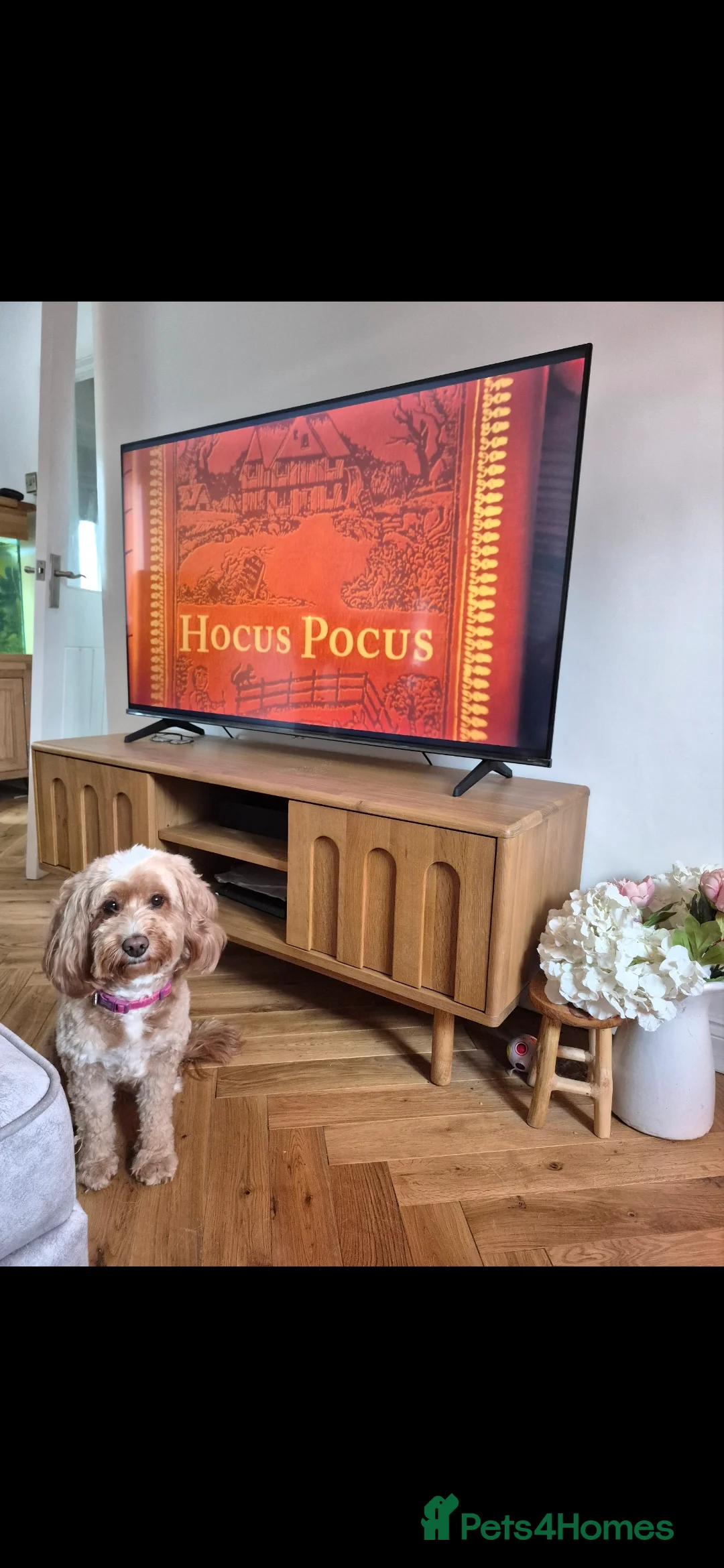 Cockapoo dogs for sale: Last boy remaining. F1B red cockapoo puppies - Advert 12