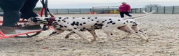Dalmatian dogs for stud: Health tested, tv and advert star Dalmatian   in Aberdare - Advert 19