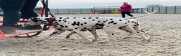 Dalmatian dogs for stud: Health tested, tv and advert star Dalmatian   in Aberdare - Advert 19