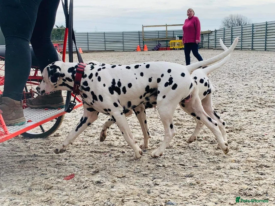 Dalmatian dogs for stud: Health tested, tv and advert star Dalmatian   in Aberdare - Advert 19