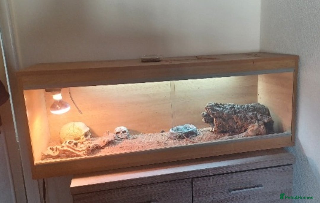Bearded Dragon reptiles for sale: Bearded dragon with full set up. - Image 3