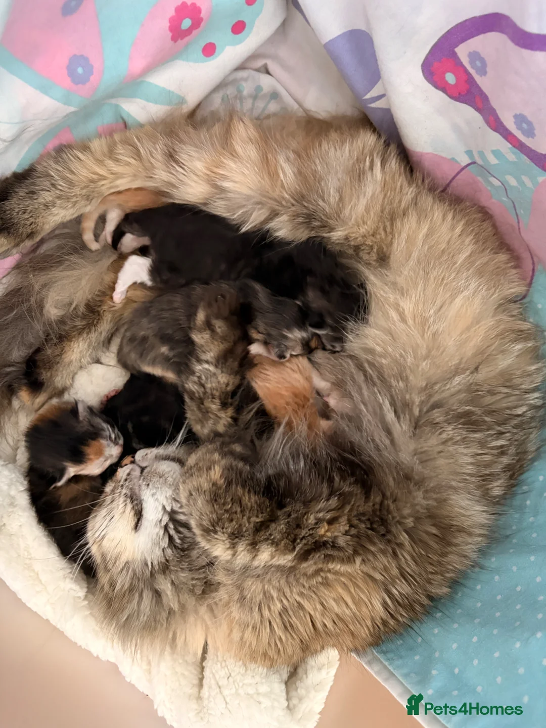 Maine Coon cats for sale: Sweet TICA register kitten 🐈‍⬛  - Advert 2