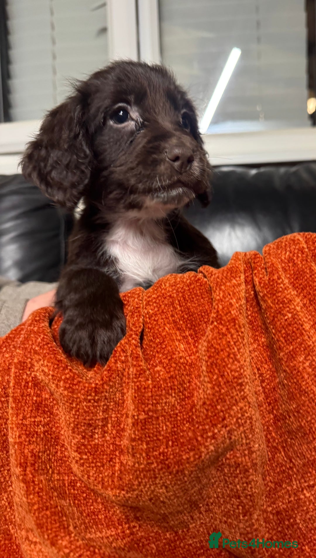 Sprocker dogs for sale: 6x sprocker spaniels  - Advert 4
