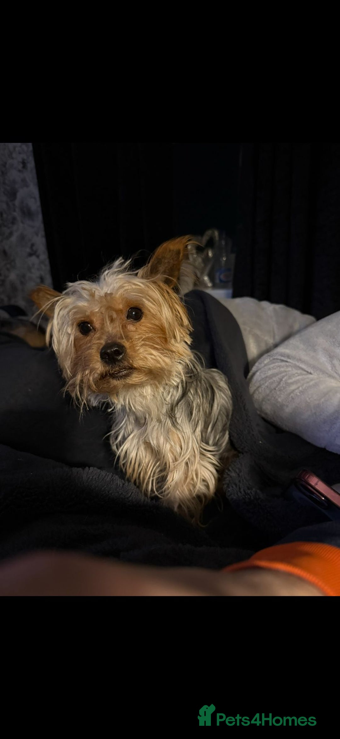 Yorkshire Terrier dogs for sale: Yorkshire Terriers pups - Advert 8